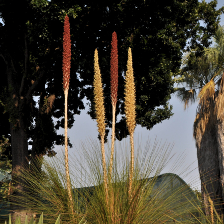 Grass tree with tall, slender flower spikes rising above a tuft of long, narrow leaves against a backdrop of native and palm trees.