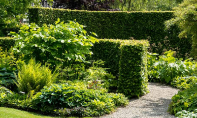 A well-planted garden showcases the best privacy and screening options for Melbourne homes.
