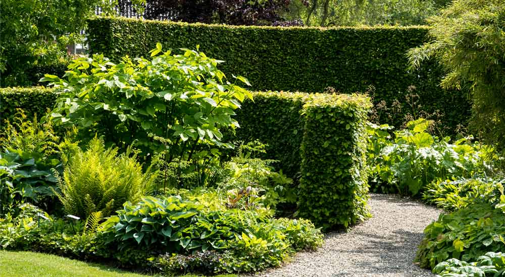 A well-planted garden showcases the best privacy and screening options for Melbourne homes.