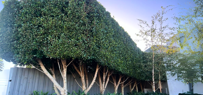 A neatly trimmed row of Ficus Flash trees lines the fence, creating a lush green hedge.