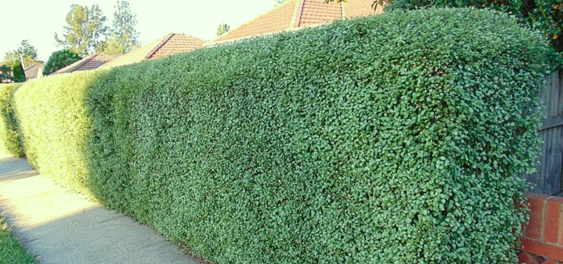 Pittosporum Silver Sheen provides shade and seclusion in suburban gardens.