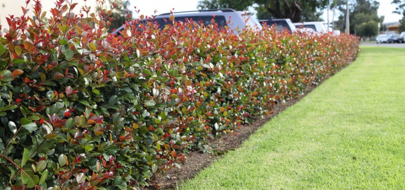 A neatly trimmed Lilly Pilly hedge provides a natural privacy screen.