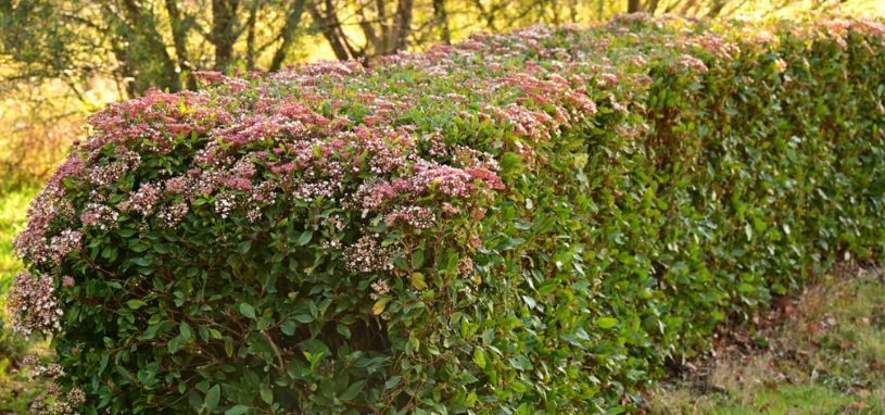 The Laurustinus shrub forms a dense, flowering screen along the garden edge.