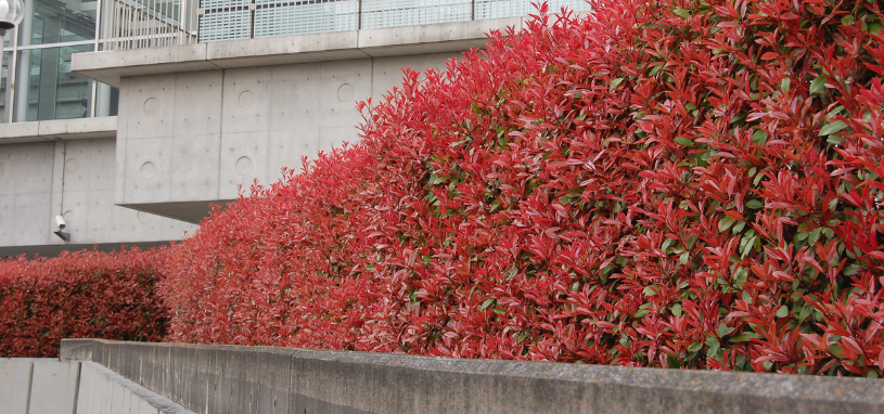 A striking hedge of Photinia Red Robin glows with vibrant red foliage.