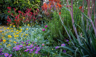 An Aussie backyard filled with colourful native flowers and lush greenery.