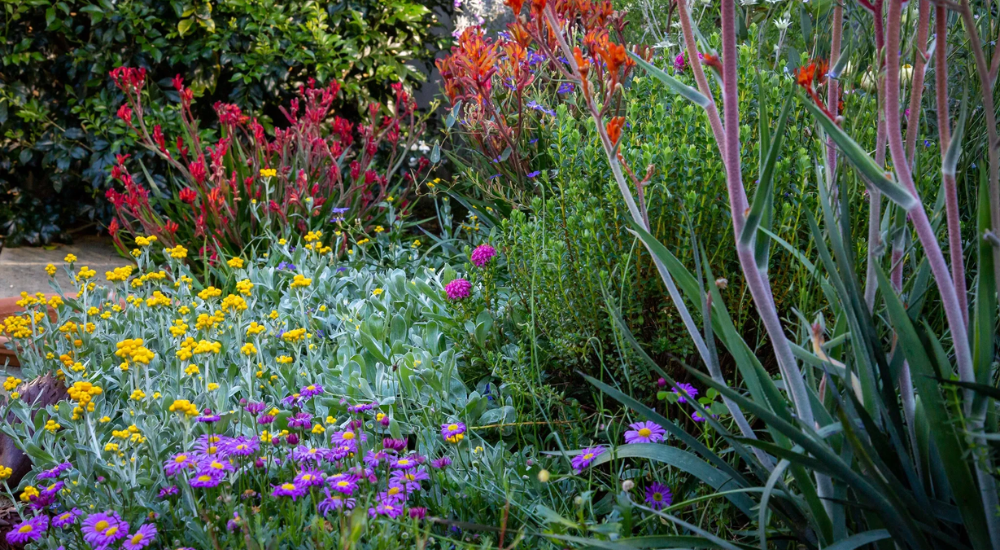 An Aussie backyard filled with colourful native flowers and lush greenery.