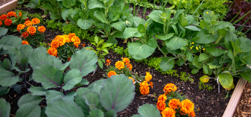 Marigolds border a lush row of greens, helping to keep the veggie patch pest-free.