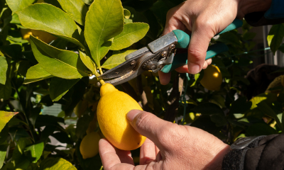 A person uses secateurs to neatly snip a ripe lemon from a backyard citrus tree.