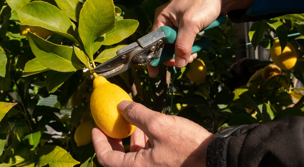 A person uses secateurs to neatly snip a ripe lemon from a backyard citrus tree.