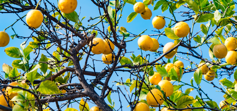 A healthy citrus tree loaded with ripe lemons hangs over a lush green area, showing dense foliage that may benefit from selective pruning.