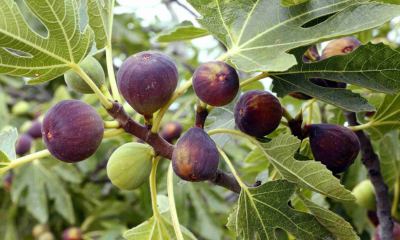 A fig tree branch is shown with a mix of ripe deep-purple figs and unripe green fruit among large lobed leaves, illustrating one of the best fruit tree options for Melbourne gardens and ideal planting times.