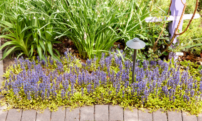 A garden bed with dense purple flowering bordered by lush green ground cover.