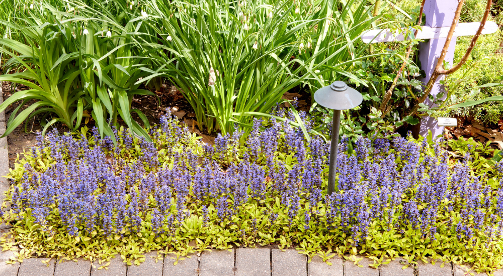A garden bed with dense purple flowering bordered by lush green ground cover.