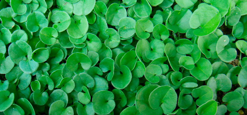 A dense carpet of small, rounded green leaves forms a lush, low-growing mat, characteristic of Dichondra repens (Kidney Weed) ground cover.