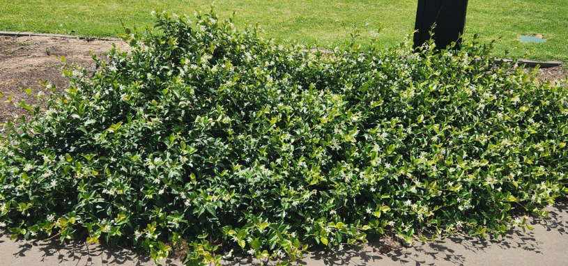 A dense mound of Asiatic Jasmine forms a glossy green groundcover sprinkled with small star-shaped white flowers.