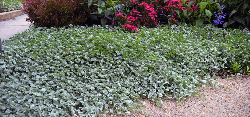 A soft silver-green carpet of trailing ground cover spreads across a garden edge, contrasting beautifully with bright flowering plants behind it.