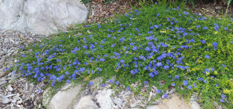 A low, sprawling patch of Dampiera diversifolia adds bold blue colour across a rocky garden edge.