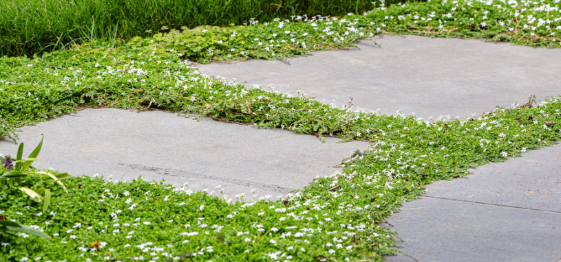A soft mat of Trailing Pratia spreads between the pavers, dotted with tiny white star-shaped flowers.