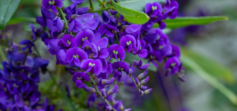 A detailed view of Hardenbergia reveals its striking deep purple flowers and soft pea-like petals emerging from lush green leaves.