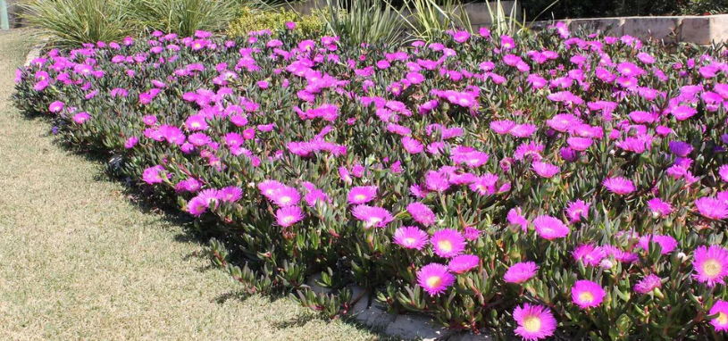 Pigface (Carpobrotus rossii) spreading widely along a garden edge, covered in vivid pink blooms with golden centres.