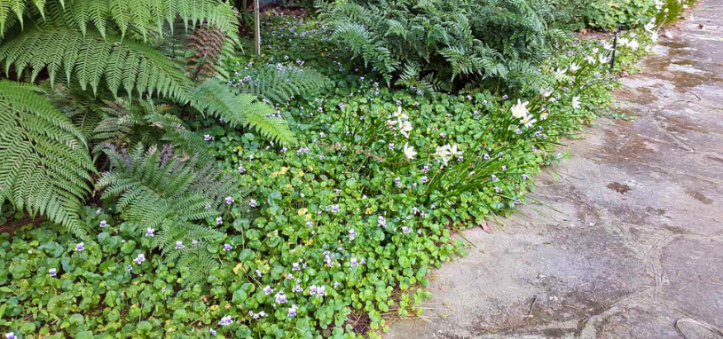 A lush carpet of Native Violet (Viola hederacea) spreads beneath ferns and along a garden path, dotted with delicate mauve and white flowers.