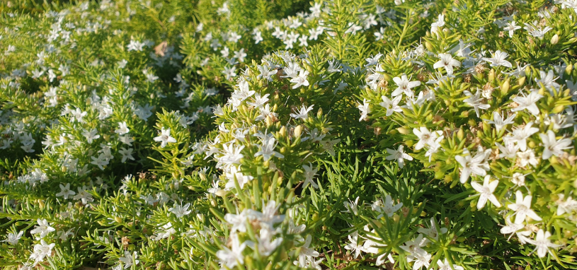 Creeping Boobialla (Myoporum parvifolium) spreads thickly across the garden bed, displaying bright white flowers nestled among slender green leaves.