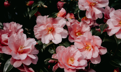 A mass of soft pink Sasanqua Camellia blooms spreads across the shrub, glowing gently against the dark green foliage.