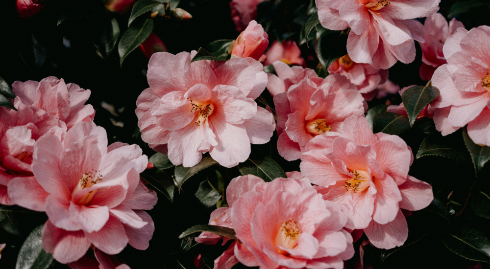 A mass of soft pink Sasanqua Camellia blooms spreads across the shrub, glowing gently against the dark green foliage.