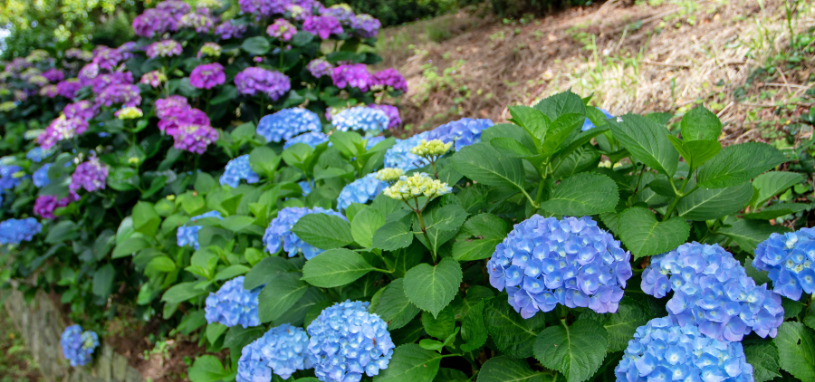 A vibrant cluster of blue and purple hydrangeas grows along a garden slope under soft daylight.
