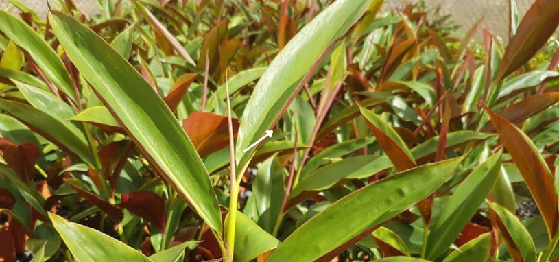 The Redback Native Ginger displays long, glossy green leaves with warm reddish undersides that catch the light.