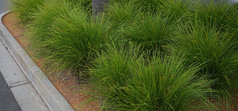 Clumps of Tanika Lomandra form neat, fountain-like mounds of fine, bright green foliage along the garden edge.