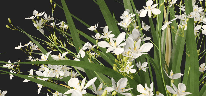 The Branching Grass Flag shows slender green leaves dotted with sprays of delicate white, star-shaped flowers.