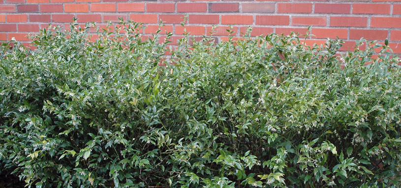 The Sweet Box grows in a lush, rounded form, its subtle white blossoms contrasting softly against the deep foliage.