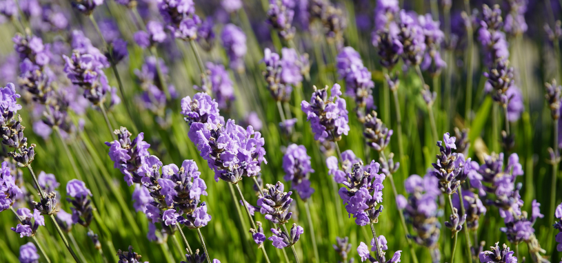 Mona Lavender shows tall spikes of soft purple flowers rising above bright green, upright stems.