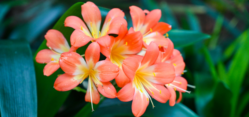 The Fire Lily displays a vibrant cluster of orange blooms with yellow throats set against broad, glossy green leaves.