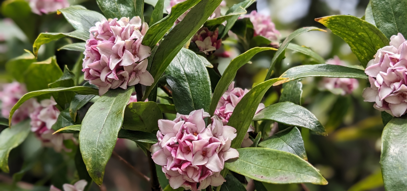 Winter Daphne displays rounded clusters of soft pink flowers nestled among its glossy, deep green leaves.