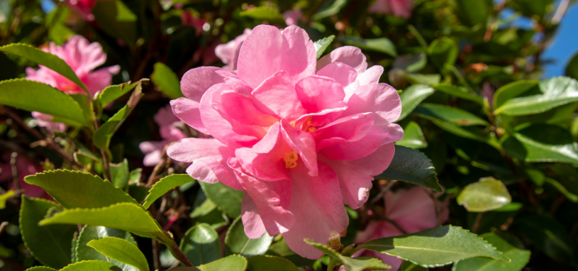 The Sasanqua Camellia shows a soft pink bloom with ruffled petals set against glossy, deep green foliage.