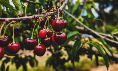 Ripe cherries hang in clusters on a healthy fruit tree, showing the kind of growth that benefits from well-timed winter pruning in Victoria.