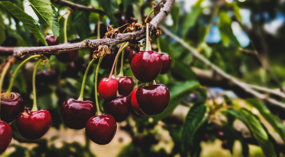 Ripe cherries hang in clusters on a healthy fruit tree, showing the kind of growth that benefits from well-timed winter pruning in Victoria.