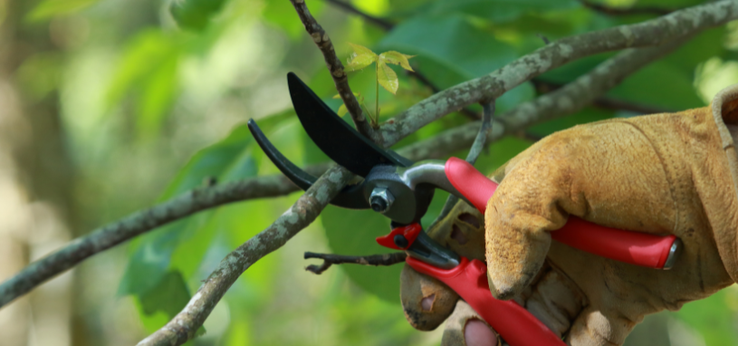 A gloved hand uses sharp secateurs to trim a small branch, demonstrating a clean pruning cut on a young fruit tree.