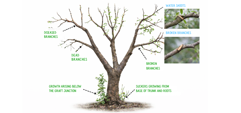 Fruit tree pruning diagram showing dead wood, crossing branches, water shoots, suckers below the graft union, and an open vase-shaped structure, with labelled cut points for each.