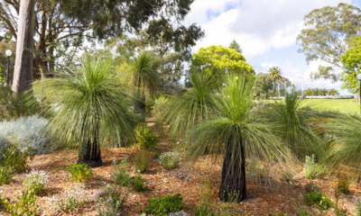 Established Xanthorrhoea growing among native groundcovers