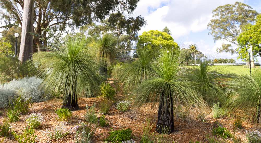 Established Xanthorrhoea growing among native groundcovers