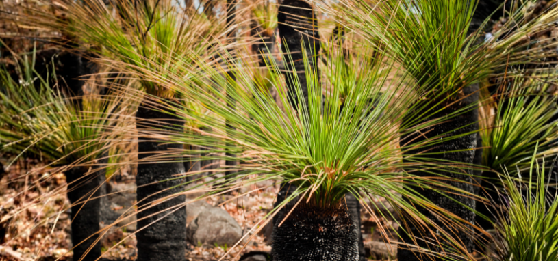 Close-up of a grass tree showing its blackened trunk and fine, fountain-like green leaves.