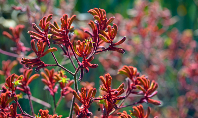 Vibrant red and orange kangaroo paw flowers showcasing one of the best Australian native plants to grow in Melbourne gardens.