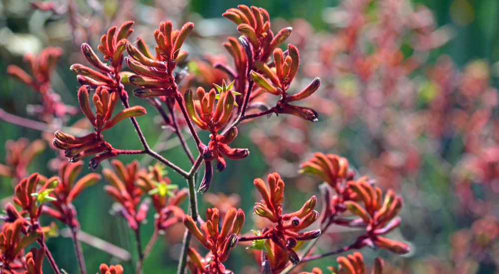 Vibrant red and orange kangaroo paw flowers showcasing one of the best Australian native plants to grow in Melbourne gardens.