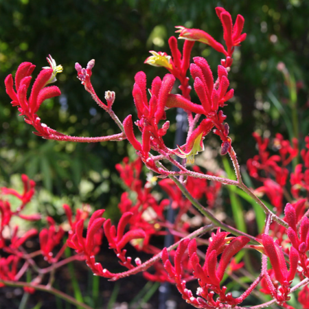 A close-up of vibrant Angiozanthos (kangaroo paw), a hardy Australian native well suited to Melbourne’s climate.