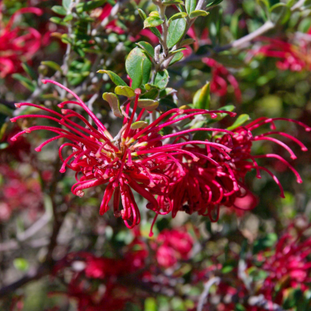Bright red grevillea spider flowers in bloom, a hardy Australian native plant well suited to Melbourne gardens.