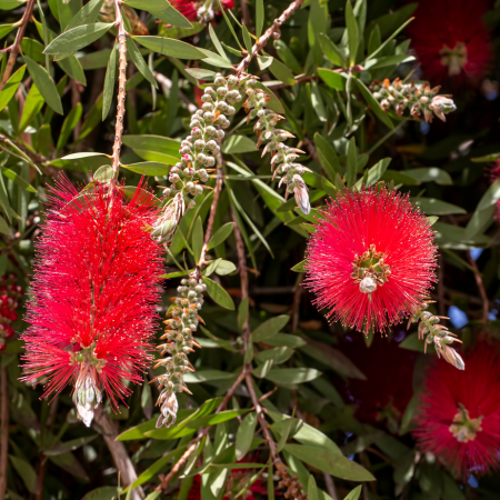 Vivid red bottlebrush blooms hanging among green foliage, a hardy Australian native suited to Melbourne’s climate.