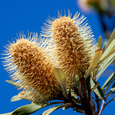 Banksia in full flower, displaying its unique texture and form in an Australian native garden setting.
